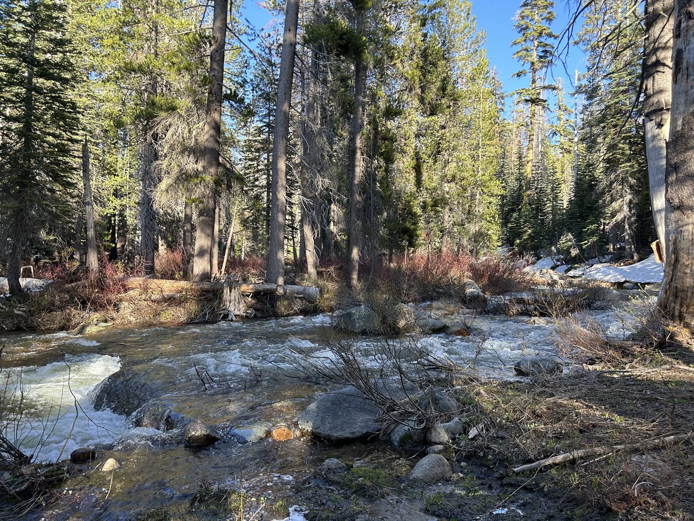 A fast, high creek full of snowmelt pouring around rocks and logs in a pine forest, with snow on the far bank