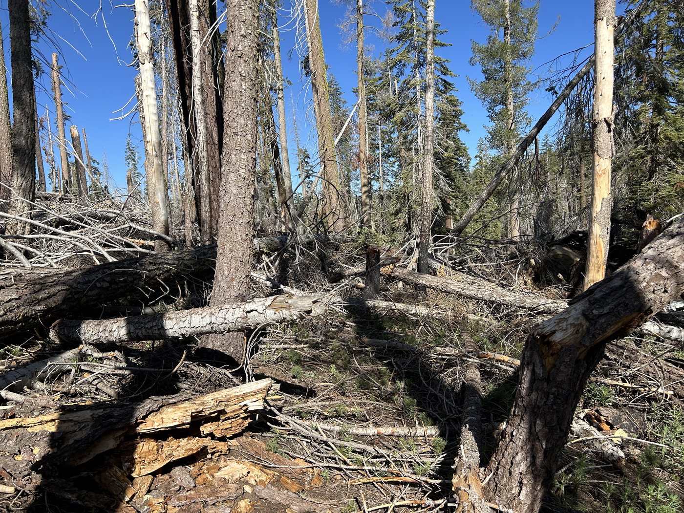 Large fallen trunks lying across a faint trail through burned forest, with standing dead trees and green pines behind