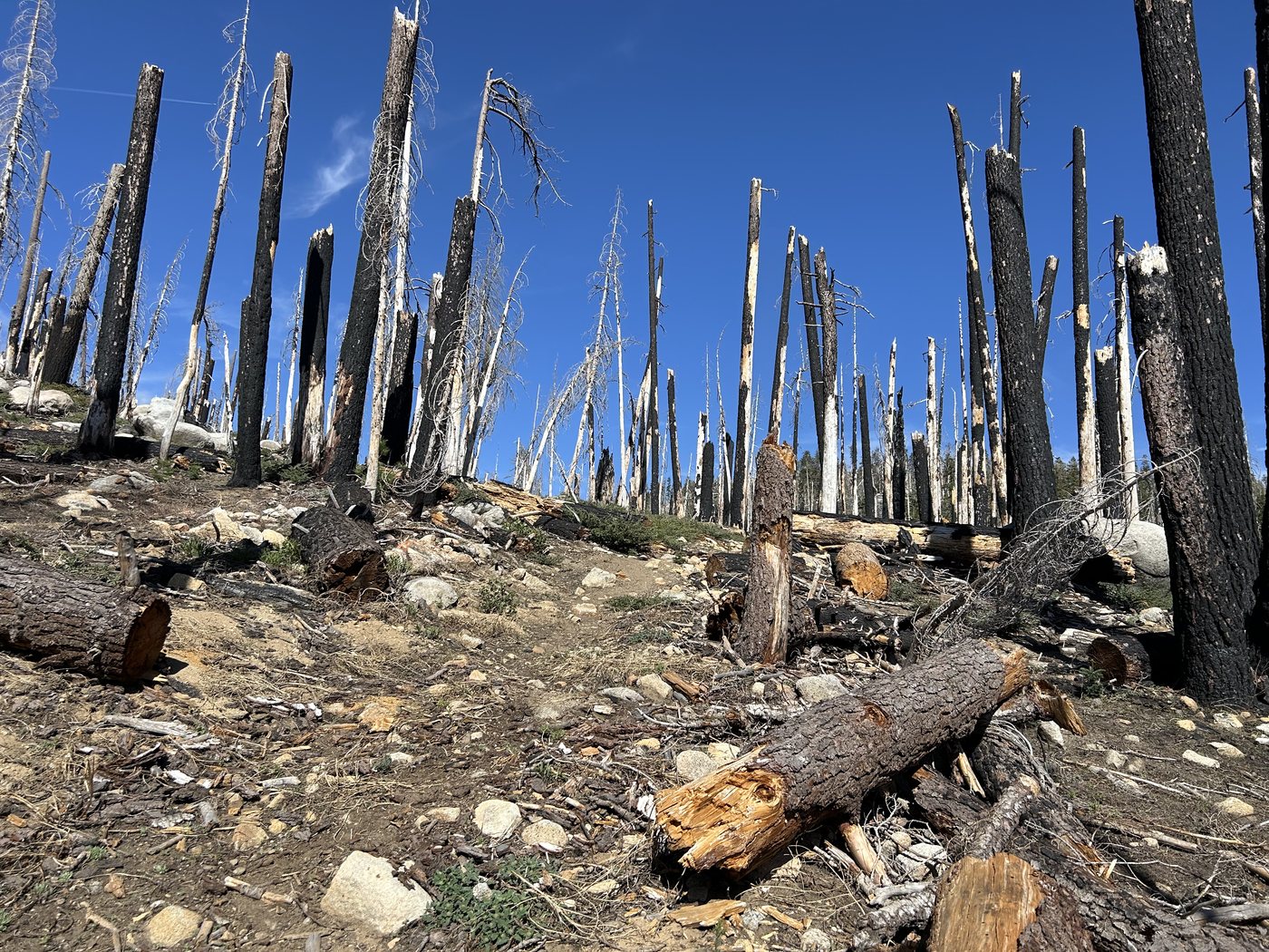 A burned forest slope of standing dead trunks under a deep blue sky, with cut and fallen logs and bare pale soil across the hillside