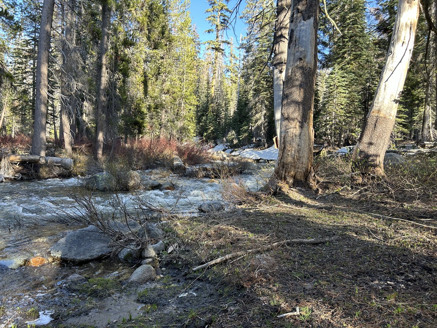 A creek running full and fast through open forest in evening light, with old grey snow lying in patches on the far bank among the pines