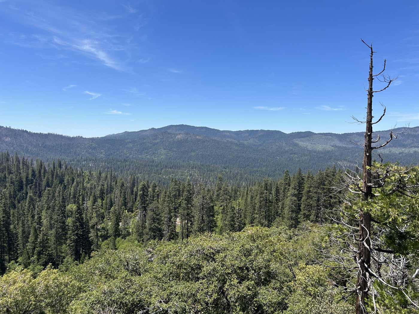 A wide view over a forested basin from an open granite bench, with standing dead pines in the foreground and a long ridgeline on the horizon