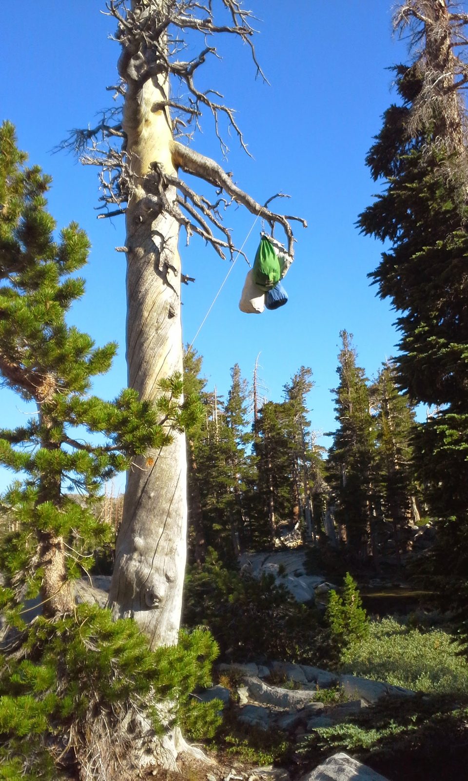 A PCT-style bear hang slung over a tree branch in Desolation Wilderness