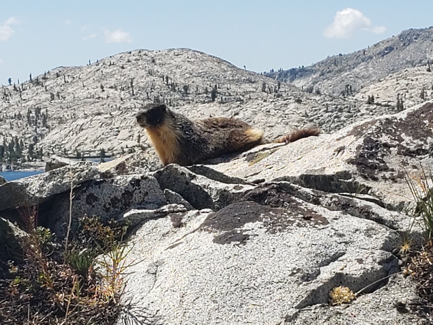 A marmot sitting on a granite boulder beside the trail in Desolation Wilderness