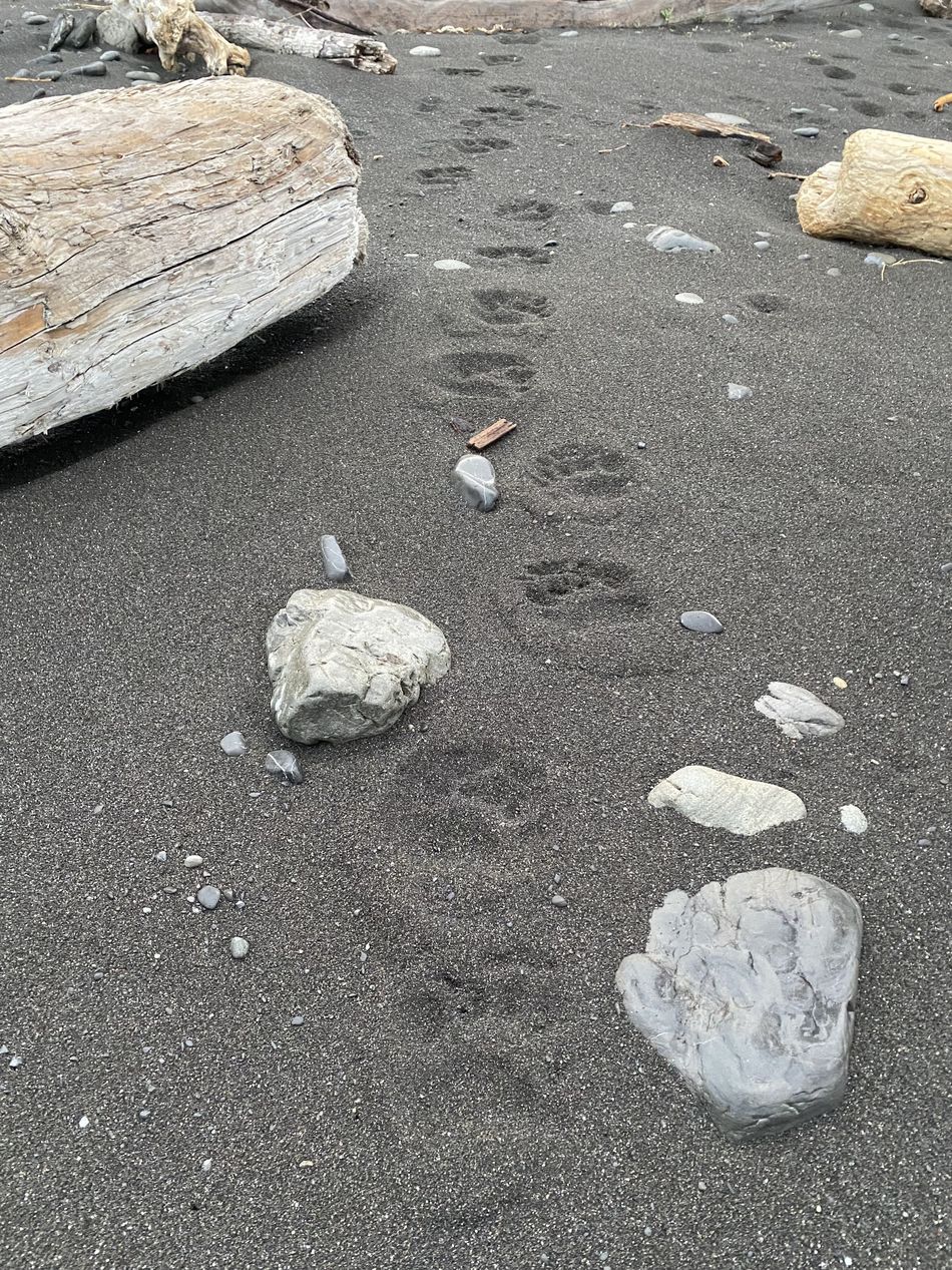 Fresh bear tracks pressed into the black sand of the Lost Coast beach