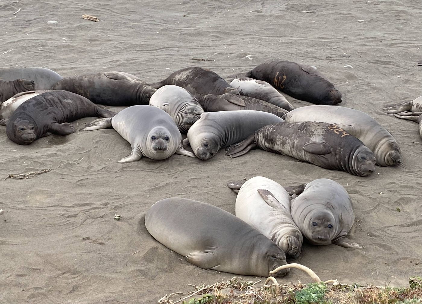 A group of elephant seals resting on the black sand of the Lost Coast