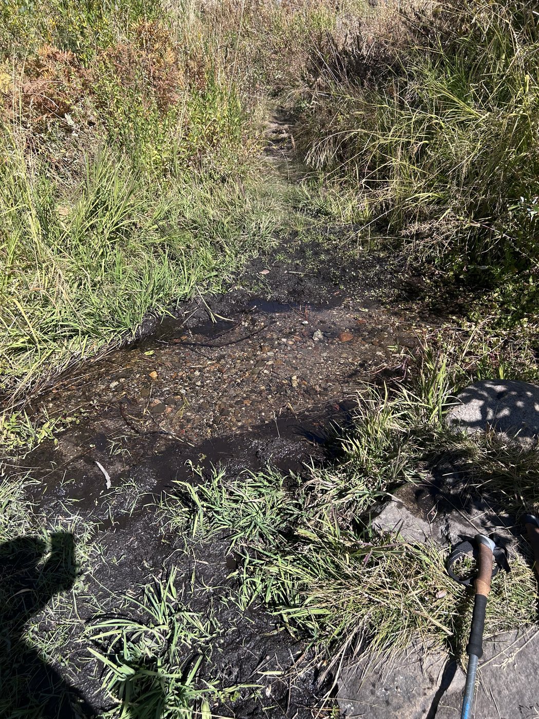 A small hollow of muddy water scraped out among green grass and dry stems, the tip of a trekking pole and a hiker's shadow at the edge of the frame