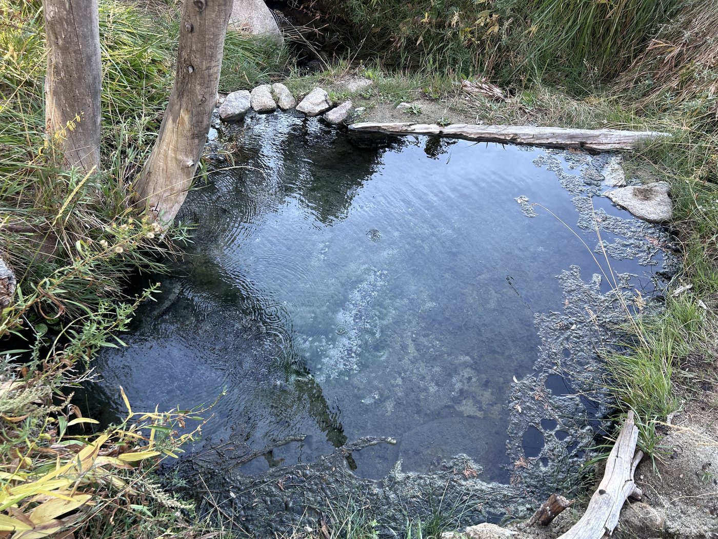 A small hot spring pool lined with rocks, clear water over a pale bottom, grass and young trees growing around the edges
