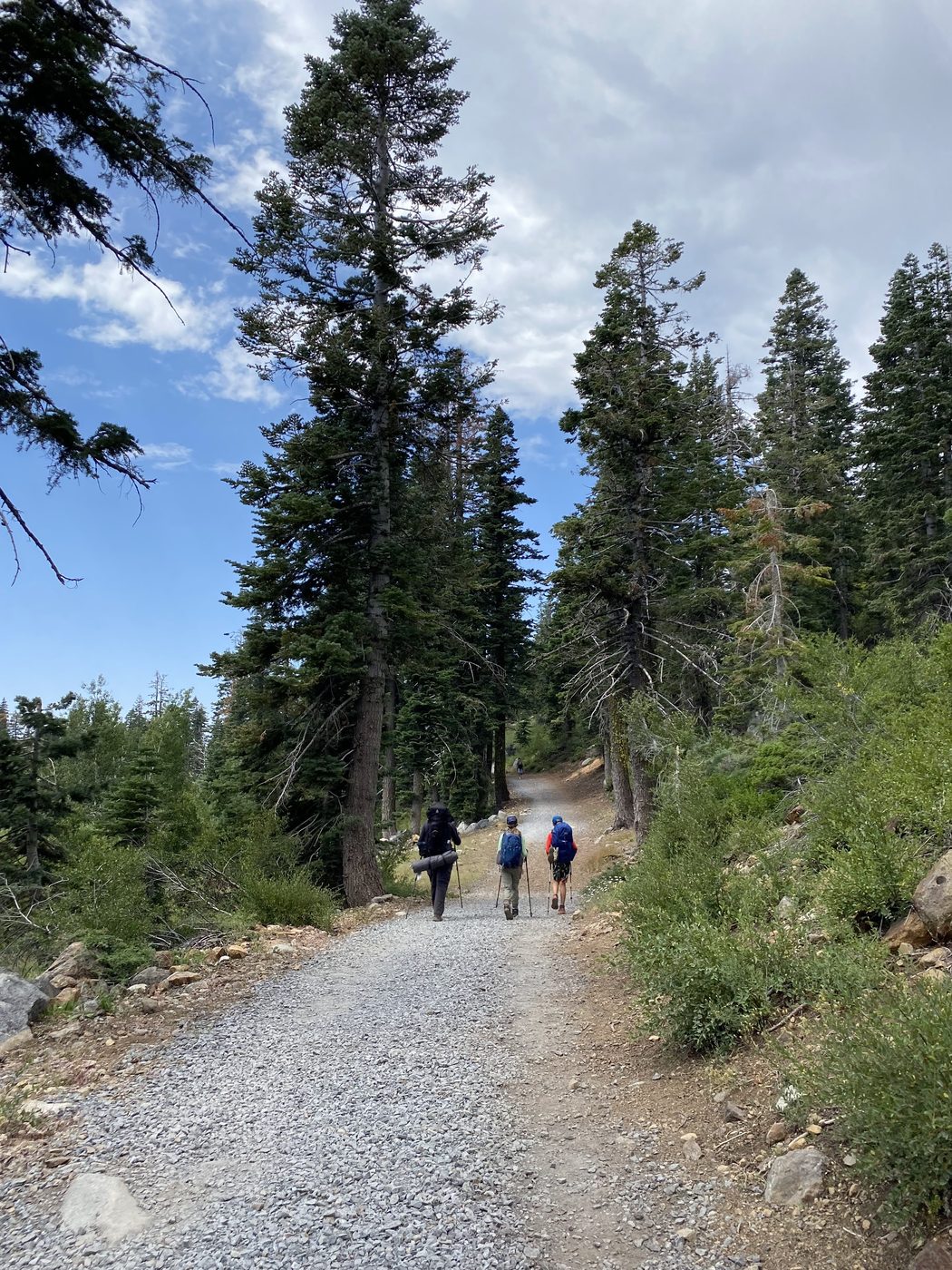 Three hikers with packs walking up a dusty trail through tall pines under a hot sky