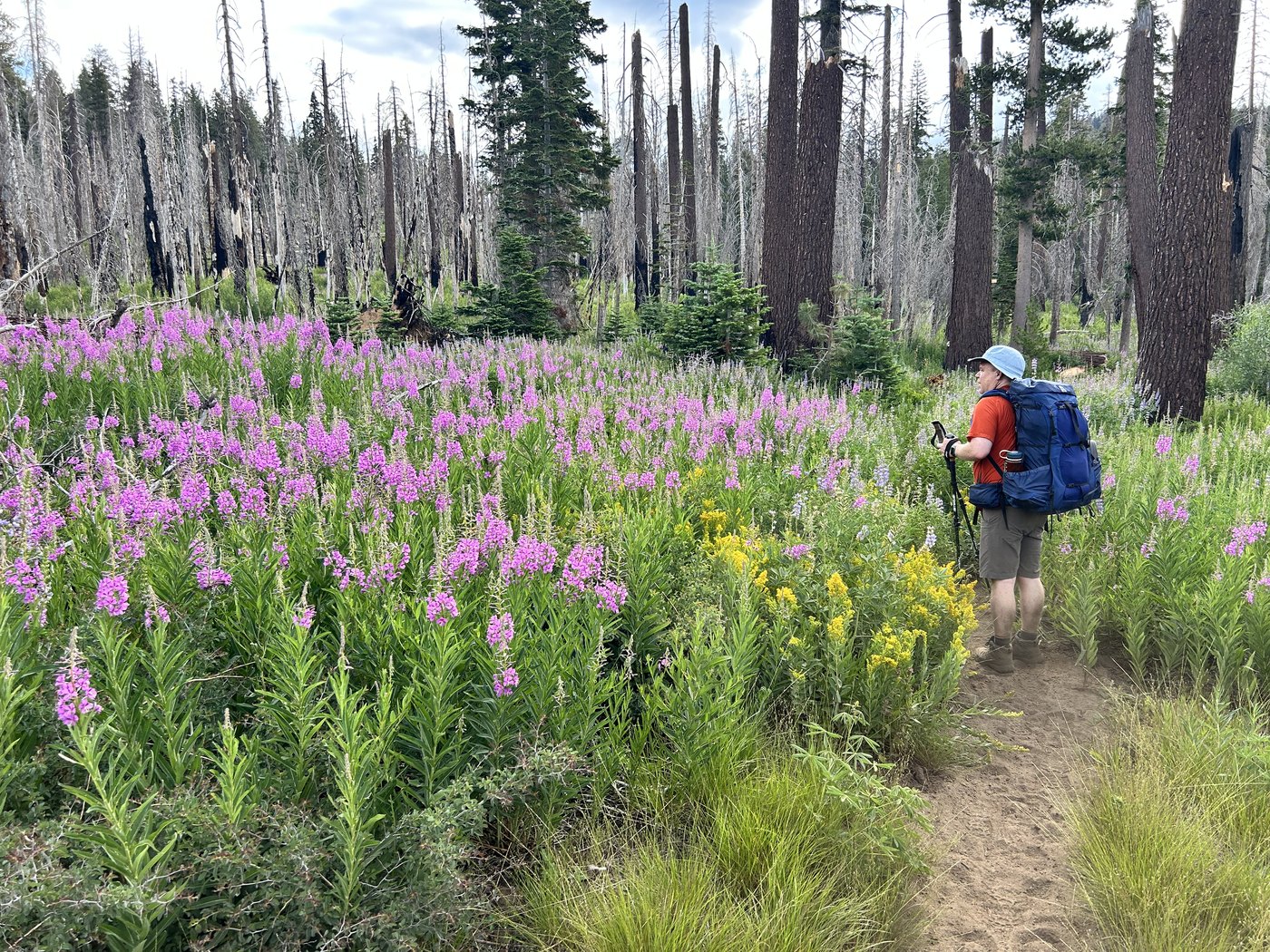 A hiker with trekking poles and a blue backpack walking a dirt trail through tall purple fireweed blooming among bare white standing dead trees