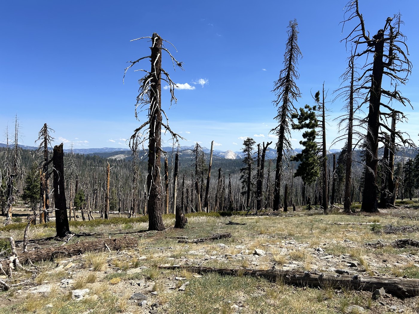 A granite dome visible in the distance through a gap in bare dead tree trunks standing across a burned hillside under a clear sky