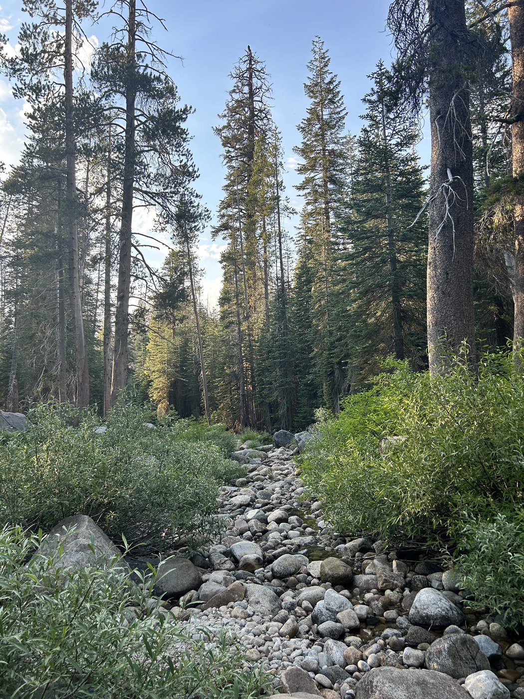 A dry rocky streambed winding through open forest, pale stones and scattered water catching the low evening light