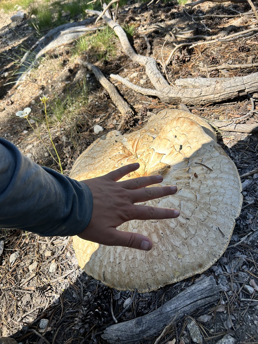 A hand held flat beside an enormous pale mushroom cap growing at the base of a burned tree trunk, for scale