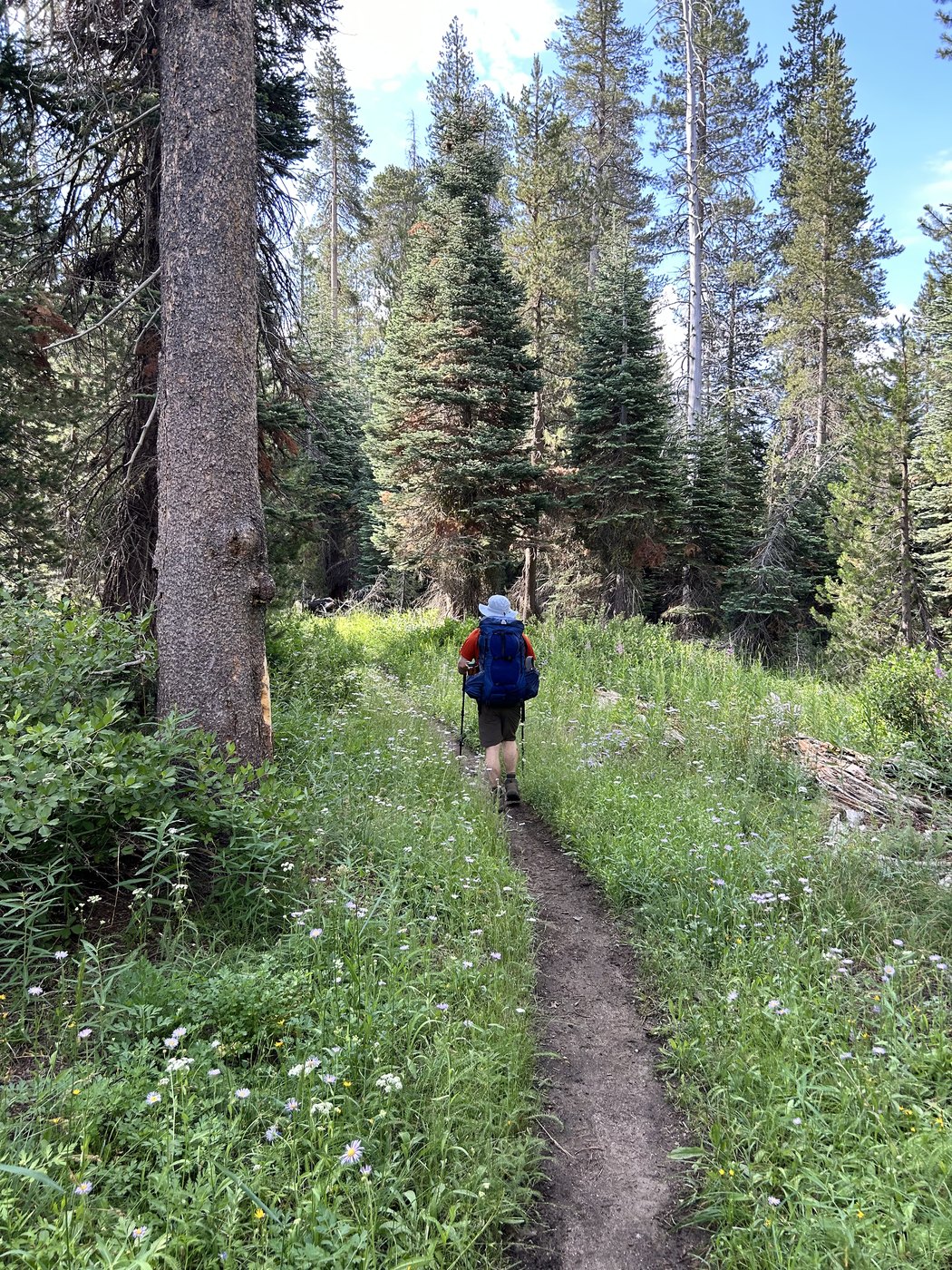 A backpacker walking away down a narrow dirt trail through a green meadow scattered with wildflowers, tall pines lining both sides under a partly cloudy sky