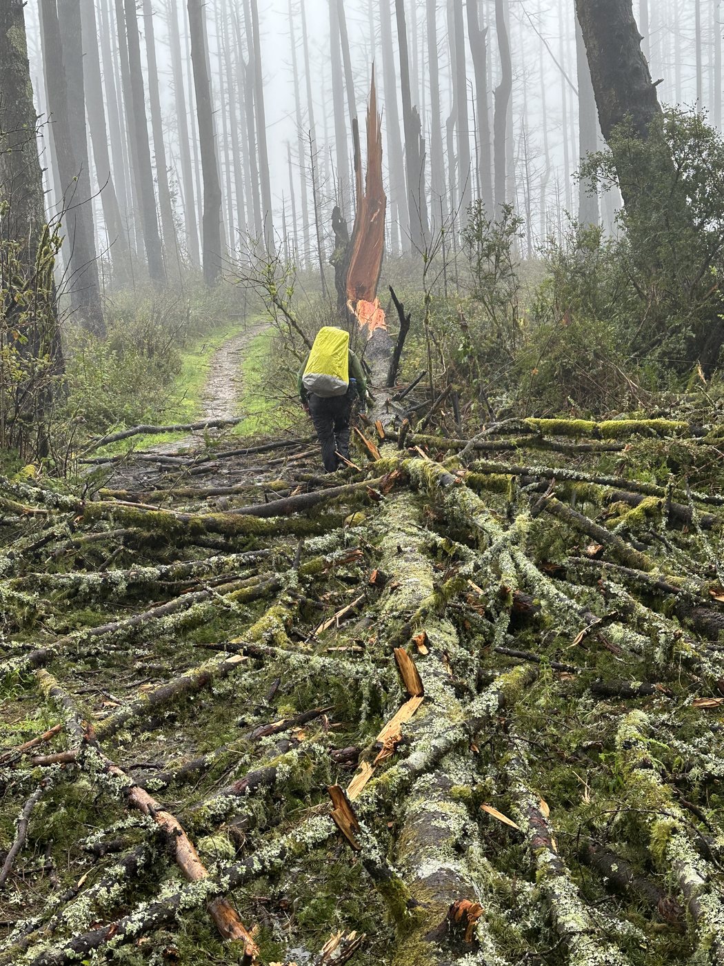A large downed tree lying across a narrow trail with its branches spread across the ground, a hiker in a yellow pack cover standing beyond it in the fog
