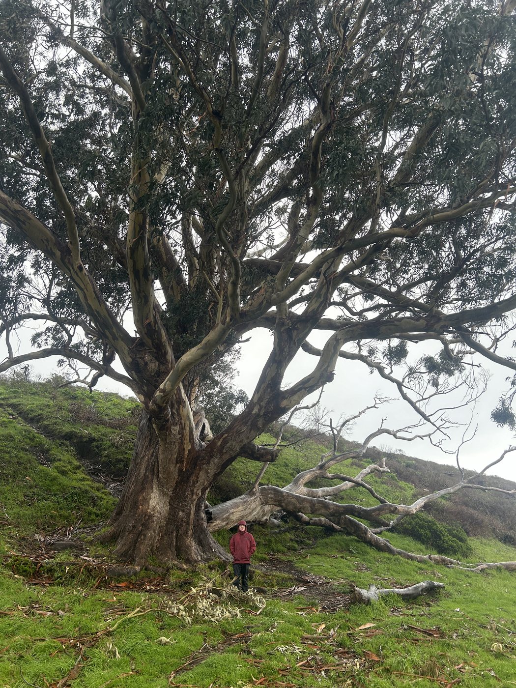 An enormous old wind-bent tree with limbs sprawling sideways across a grassy slope, a person in a red jacket standing beneath it for scale
