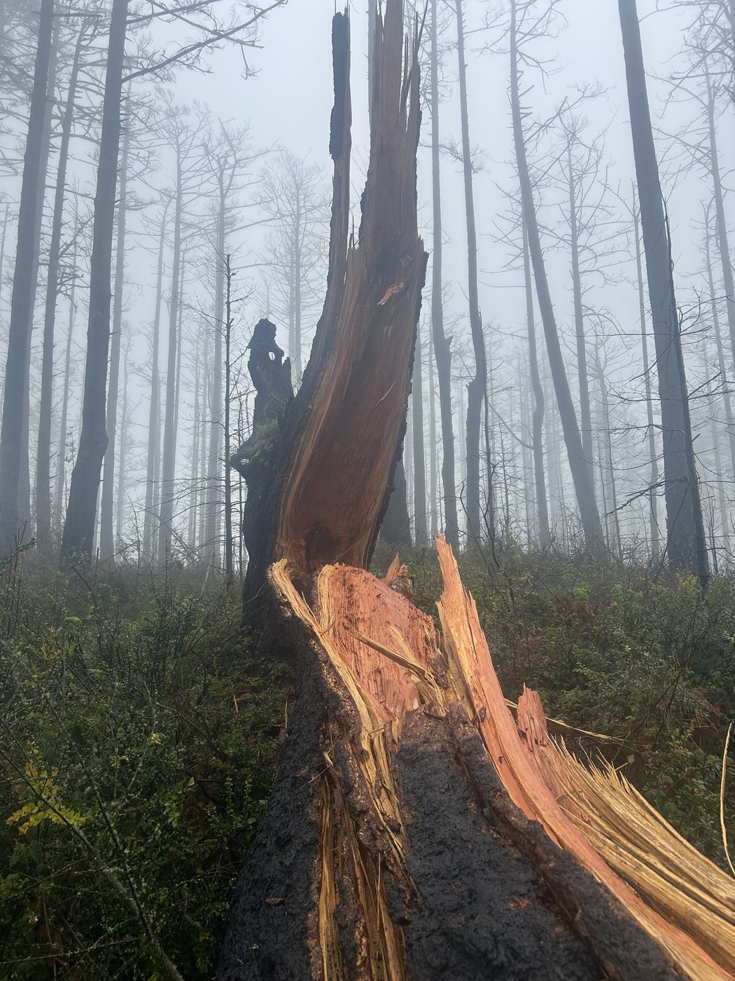 Close view of a snapped tree trunk split open lengthwise, the exposed inner wood a vivid orange and red against pale fog and gray trees