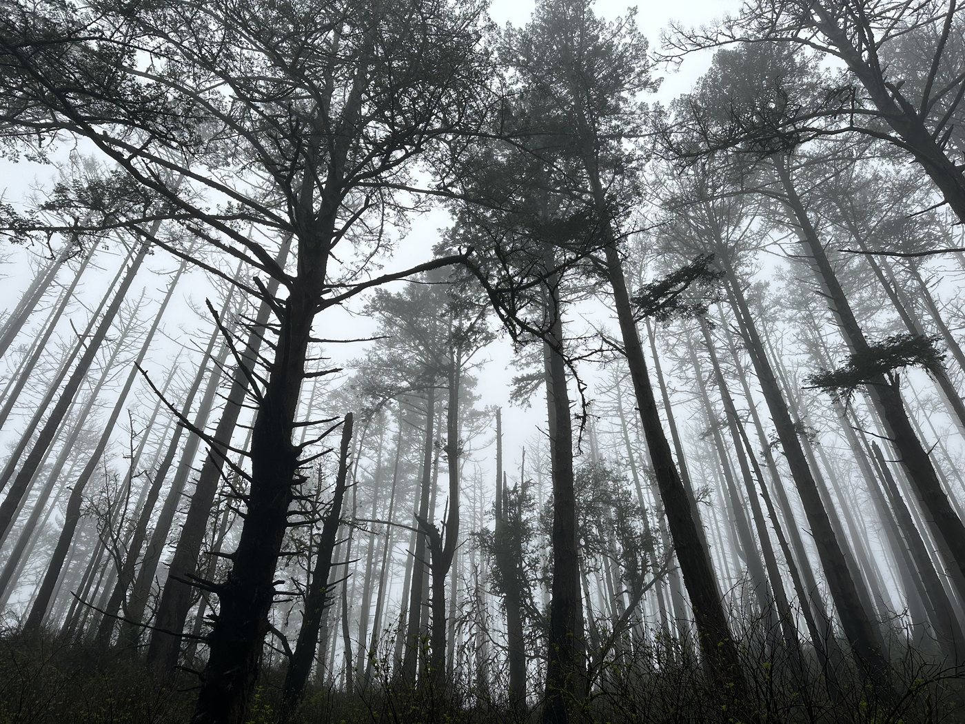 Tall thin trees disappearing upward into thick fog, seen from below