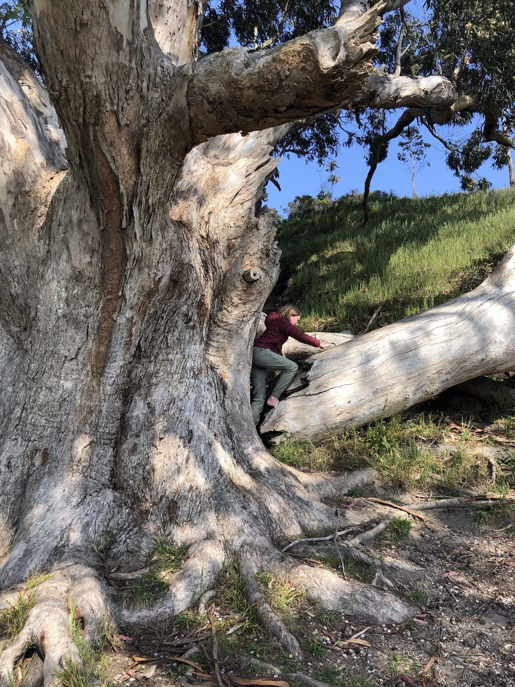 A child climbing up into the hollow trunk of an enormous old eucalyptus tree
