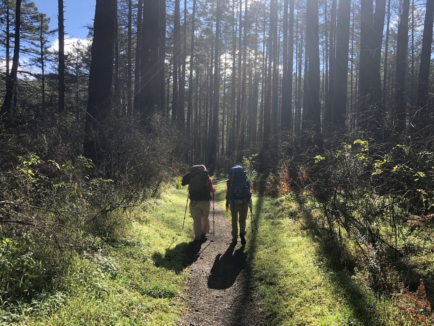 Two backpackers walking a sunlit single-track through tall Douglas firs
