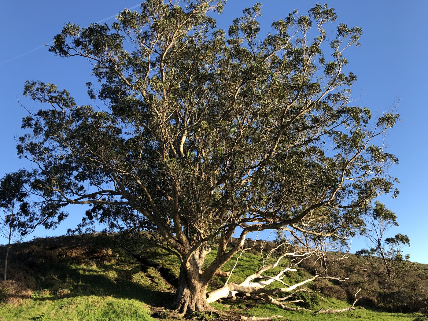 A single enormous spreading tree standing alone on a green Point Reyes hillside against a deep blue sky