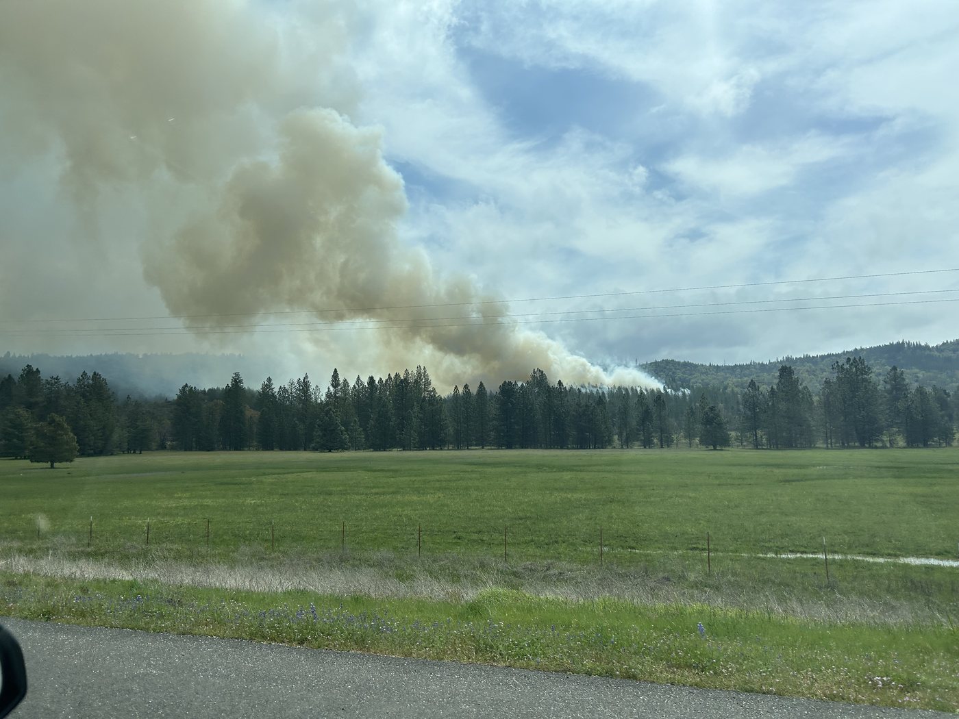 A tall column of pale smoke rising from a line of pines beyond a wide green meadow, seen from a road