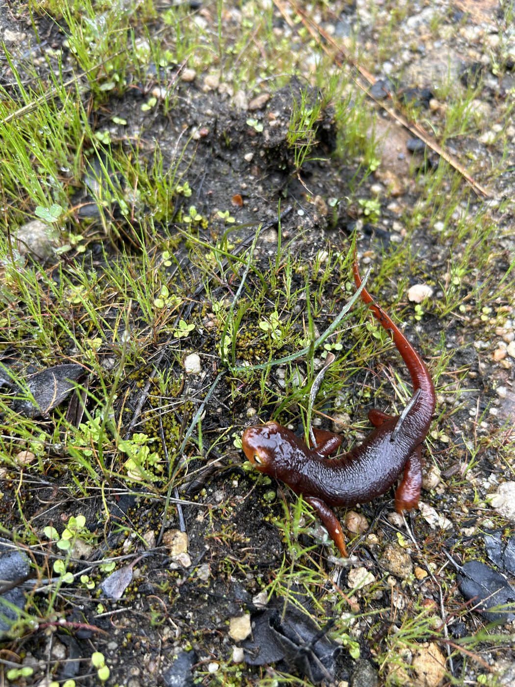 A small orange-brown newt on wet gravel among green shoots beside the trail