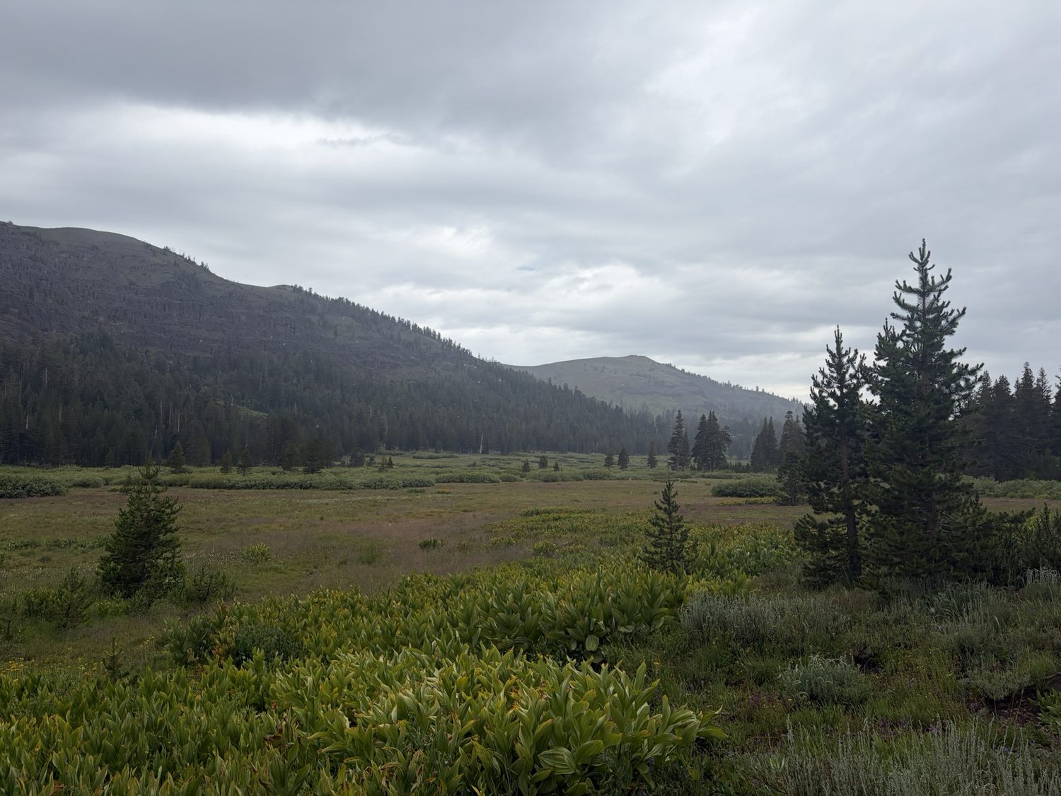 A dark grey thunderstorm building over a golden meadow and dark forest in Meiss Country
