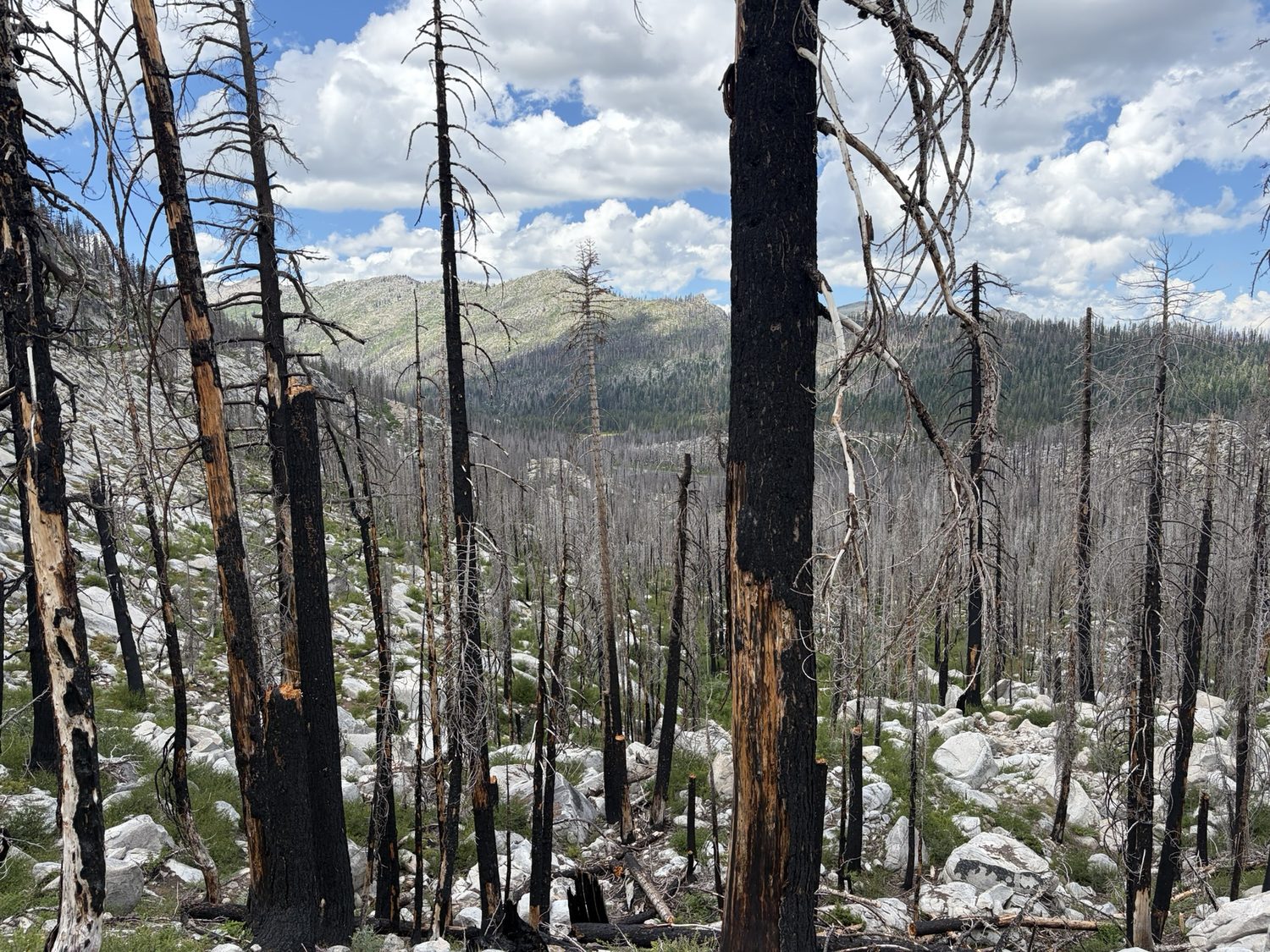 Standing burned tree trunks from the Caldor Fire above green regrowth near Echo Summit