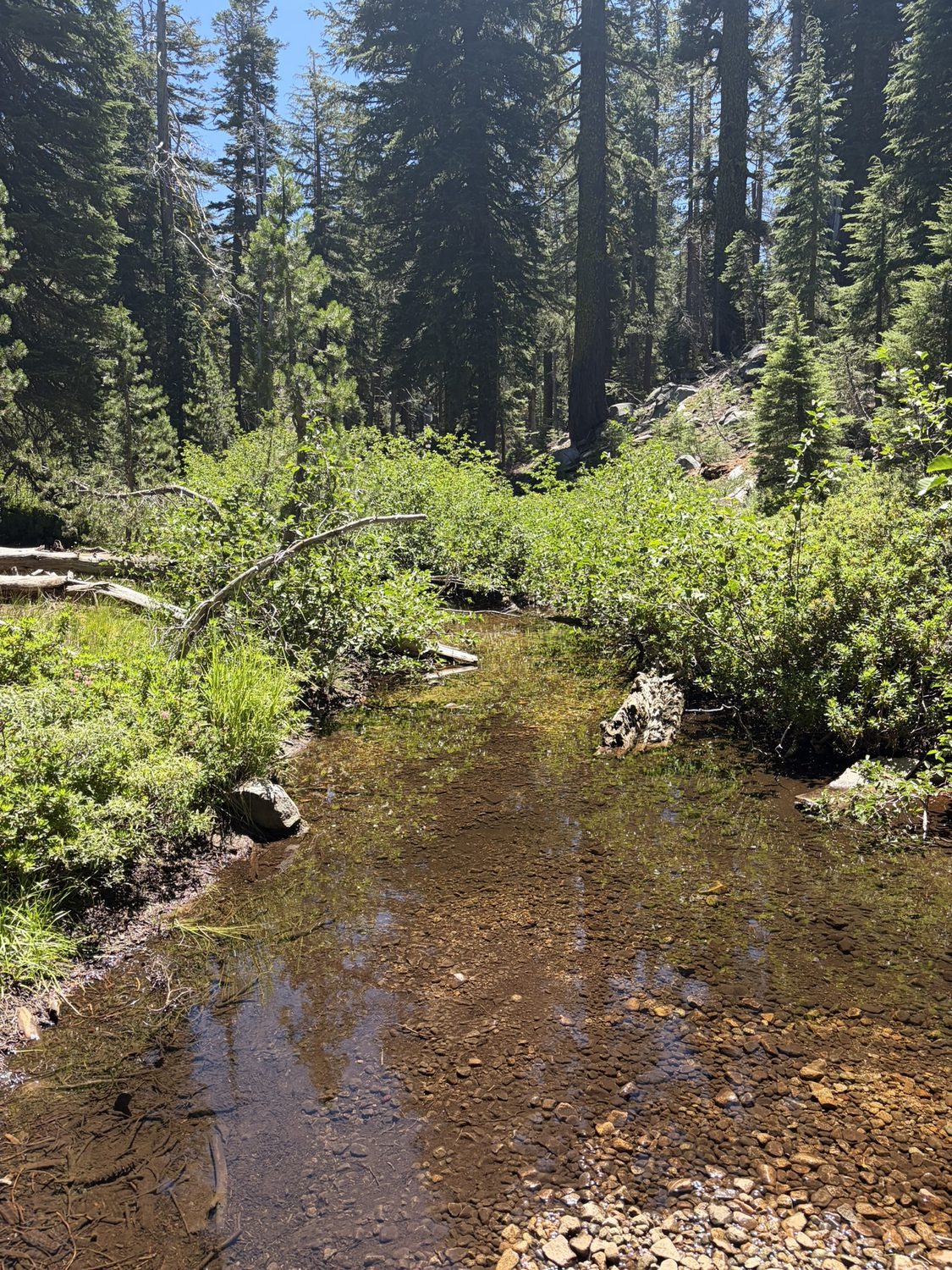 A small clear creek crossing the Tahoe Rim Trail through green brush
