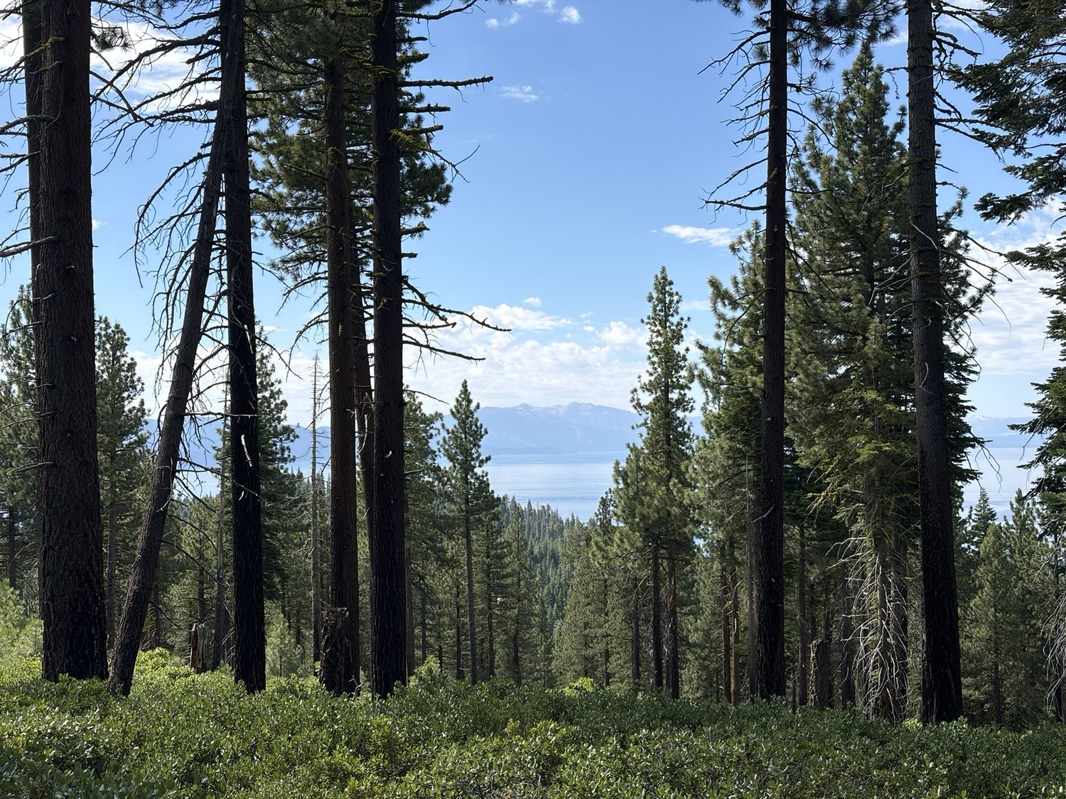 Lake Tahoe glimpsed one last time through tall pines from the north rim of the trail
