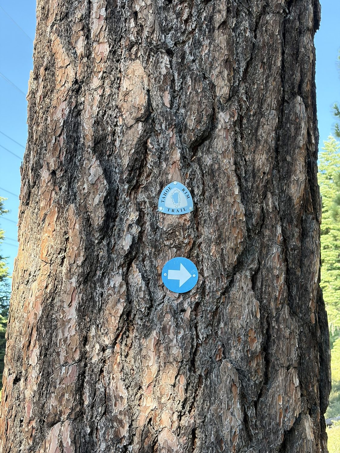 The blue triangular Tahoe Rim Trail blaze and a directional arrow nailed to a large pine trunk