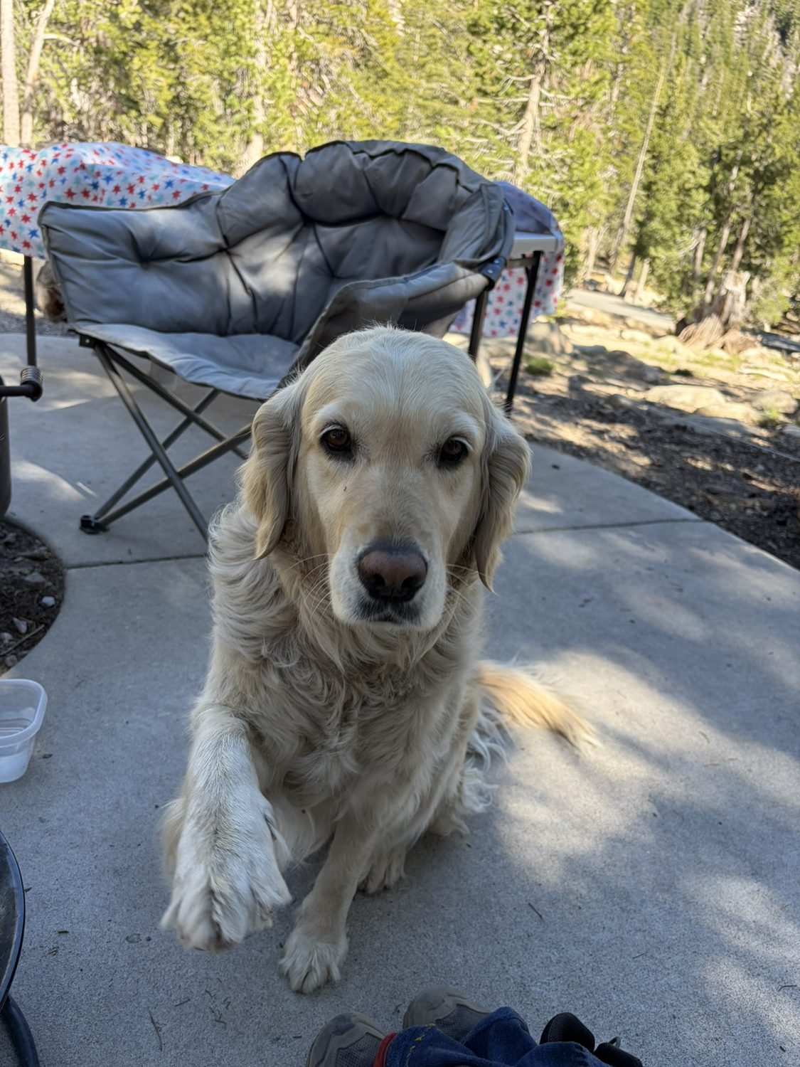 A golden retriever standing at a campsite resupply stop beside a camp chair and food