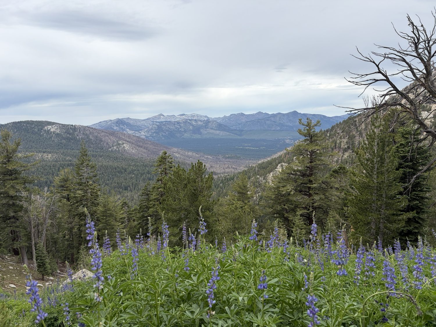 Purple lupine wildflowers along the trail with a broad mountain valley beyond