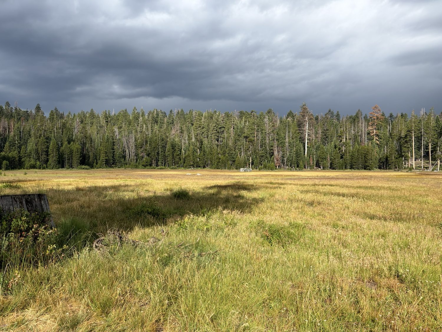 A dark thunderstorm building over the golden grass and dark forest of Meiss Meadow