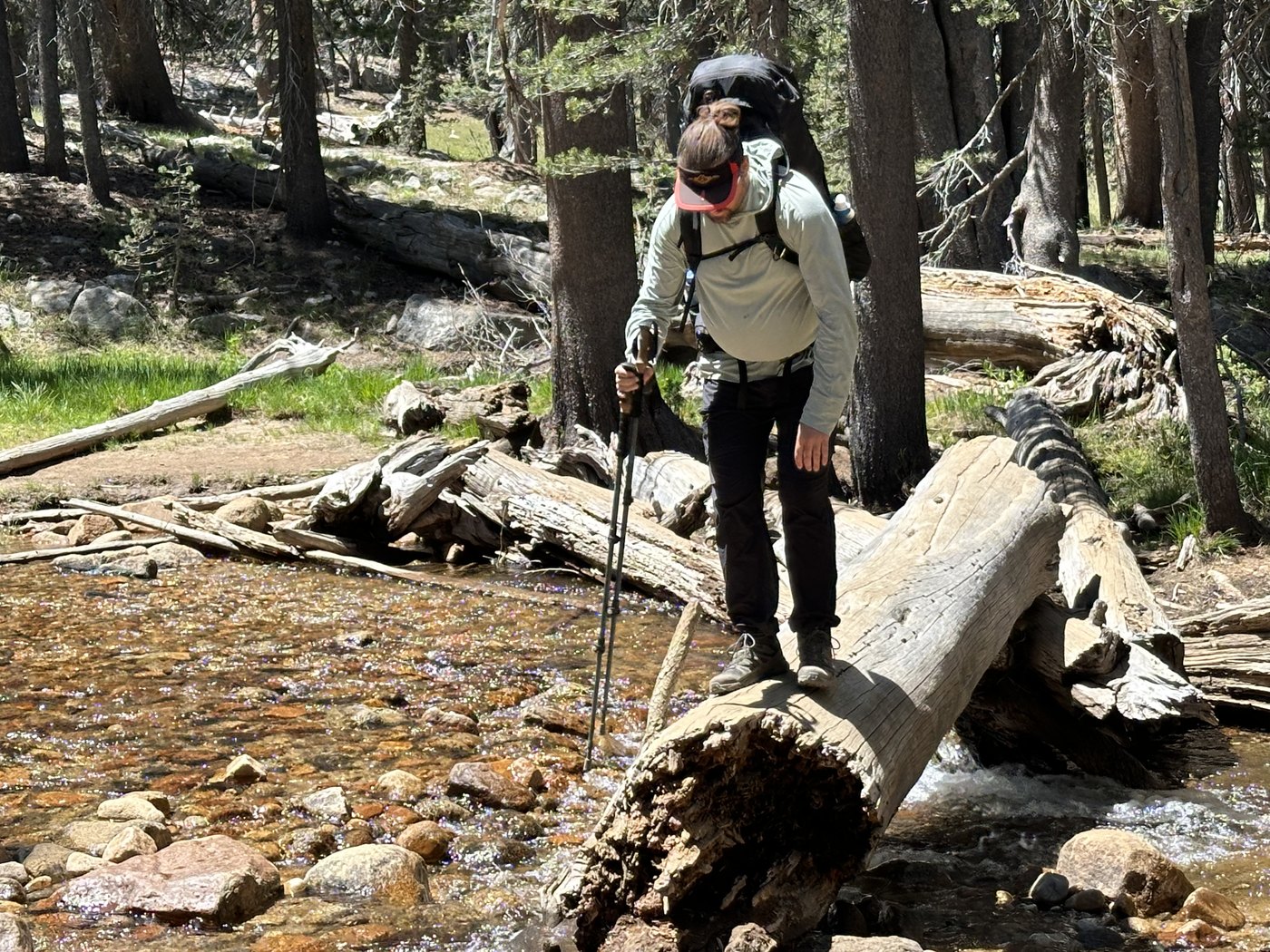 A backpacker with trekking poles stepping along a fallen log laid across a wide shallow creek running over orange gravel in an open lodgepole forest